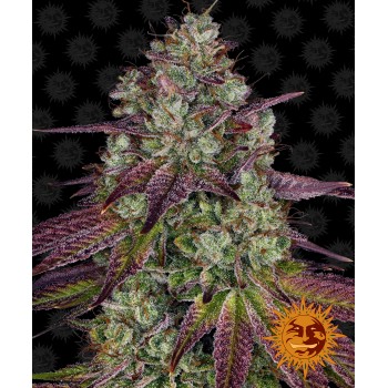 Mimosa EVO Feminised 1ks