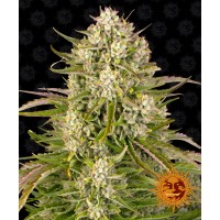 Wedding Cake Auto Feminised 10ks