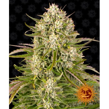 Wedding Cake Auto Feminised 1ks