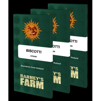 Biscotti Feminised 1ks