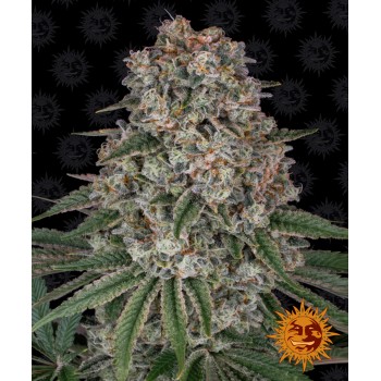 Tropicanna Banana Feminised 1ks