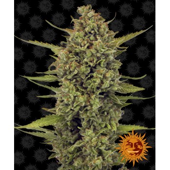 Acapulco Gold Feminised 1ks