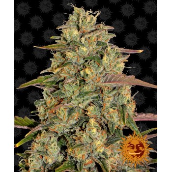 Amnesia Lemon Feminised 1ks