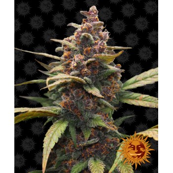 Ayahuasca Purple Feminised 1ks