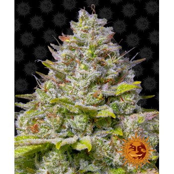 Blue Gelato 41 Feminised 1ks