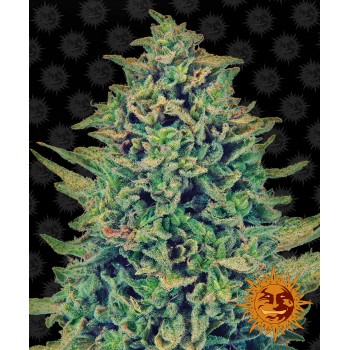 CBD Blue Shark Feminised 1ks