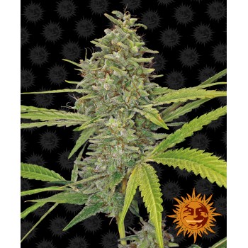 G13 Haze Feminised 1ks