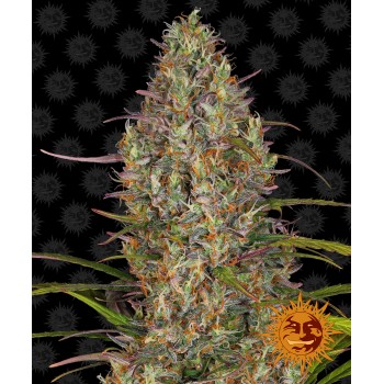 Glue Gelato Auto Feminised 1ks