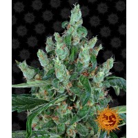 Laughing Buddha Feminised 10ks