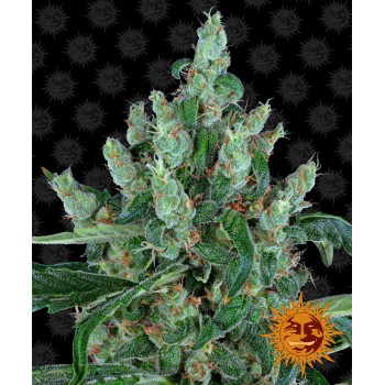 Laughing Buddha Feminised 1ks