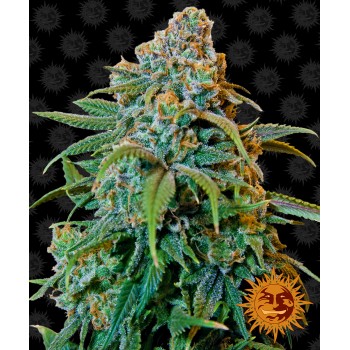 Liberty Haze Feminised 1ks
