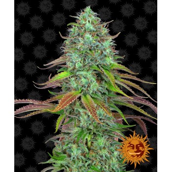 LSD Auto Feminised 1ks