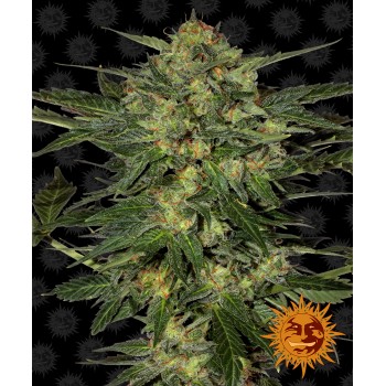 LSD Feminised 1ks