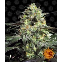 Peyote Cookies Feminised 10ks