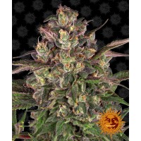 Peyote Critical Feminised 10ks