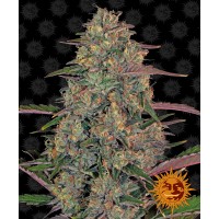 Pineapple Chunk Feminised 10ks