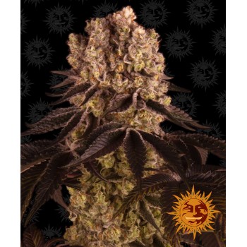 Purple Punch Feminised 1ks