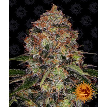 Shiskaberry Feminised 1ks