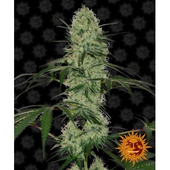 Tangerine Dream Auto Feminised 1ks