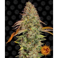 Zkittlez OG Auto Feminised 10ks