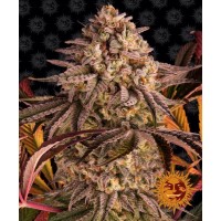 Blue Sunset Sherbert Feminised 10ks