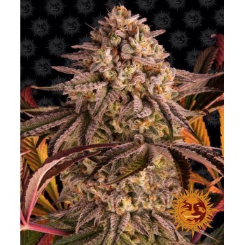 Blue Sunset Sherbert Feminised 1ks
