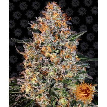Bubba Kush Feminised 1ks