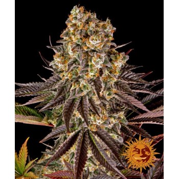 Gelato #45 Feminised 1ks