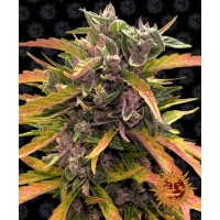 Gorilla Glue Auto Feminised 10ks