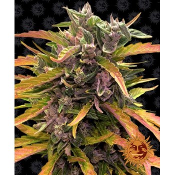 Gorilla Glue Auto Feminised 1ks