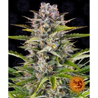 Gorilla Zkittlez Auto Feminised 10ks