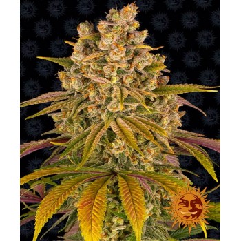 Lemon Tree Feminised 1ks