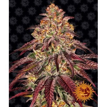 Mimosa x Orange Punch Auto Feminised 1ks