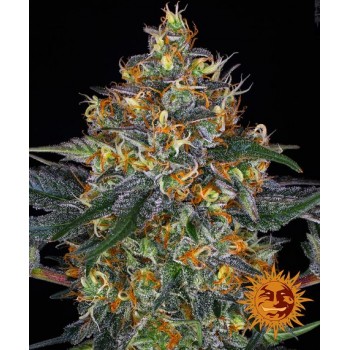 Moby Dick Auto Feminised 1ks