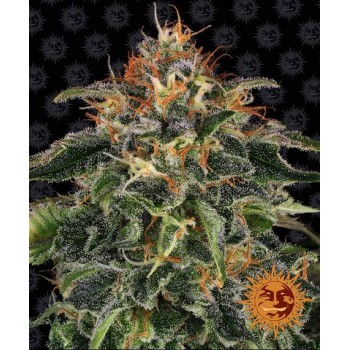 Moby Dick Feminised 1ks