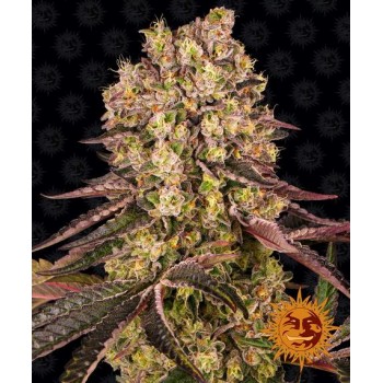 Runtz Muffin Feminised 1ks