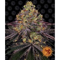 Watermelon Zkittlez Feminised 10ks