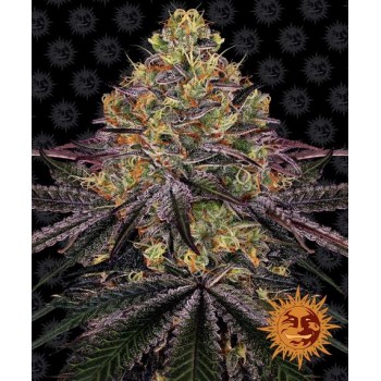 Watermelon Zkittlez Feminised 1ks