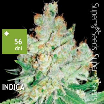 Cheese Feminised 5ks