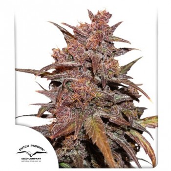CBD Auto Blackberry Kush Feminised 1ks