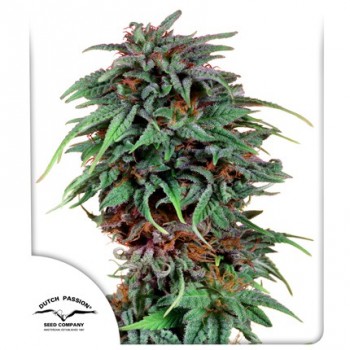 Durban Poison Feminised 1ks