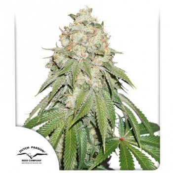 Banana Blaze Feminised 1ks