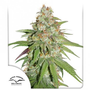 Glueberry O.G. Feminised 1ks