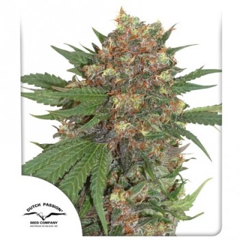 Master Kush Feminised 1ks