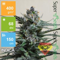 Auto Blueberry SV 1ks