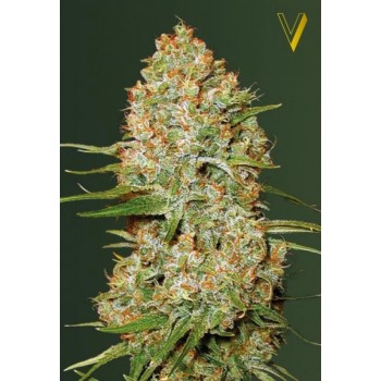 Auto Amnesium Feminised 3ks