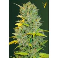 Auto Biggest Bud Feminised 10ks