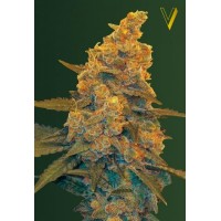 Auto Blow Dream Feminised 10ks
