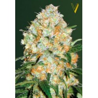Auto Bubblegum+ Pro Feminised 10ks