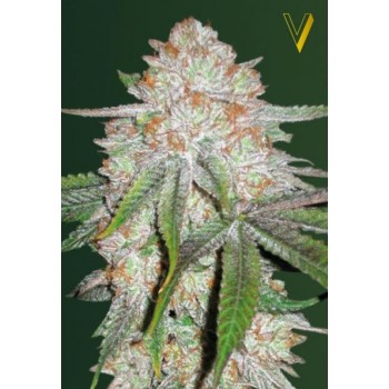 Auto Chocodope Feminised 3ks